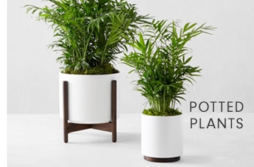 POTTED PLANTS