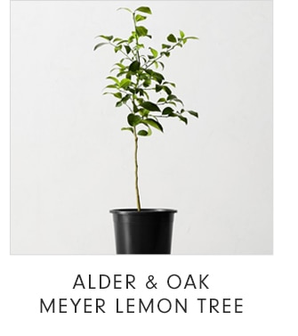 ALDER & OAK MEYER LEMON TREE