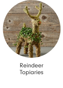 Reindeer Topiaries