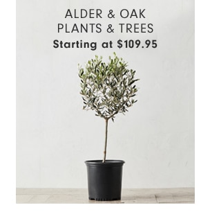 ALDER & OAK PLANTS & TREES - Starting at $109.95