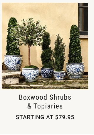 Boxwood Shrubs & Topiaries Starting at $79.95